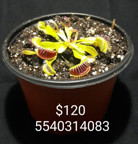 Imagen 2 de 2 de Plantas Carnívoras. Venus, Nepenthes, Droseras Y Cephalotus