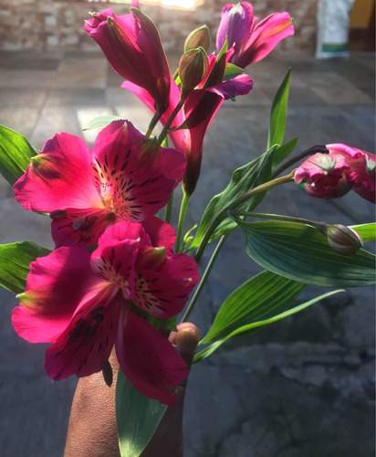 Rizoma De Alstroemeria, Varios Colores. Dos Rizomas Por $170