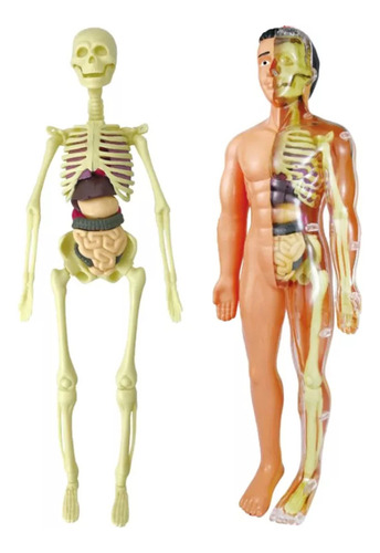 Modelo 3d De Anatomía Del Cuerpo Humano Infantil De Plástico