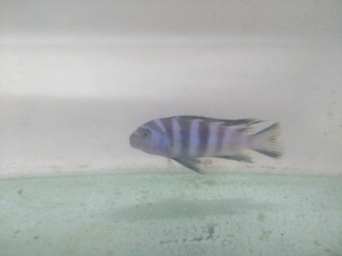 Imagen 1 de 6 de Elongatus Mpanga 5 Cm--ciclidos Africanos
