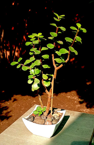 Maceta Ceramica Bonsai Suculenta Portucalaria