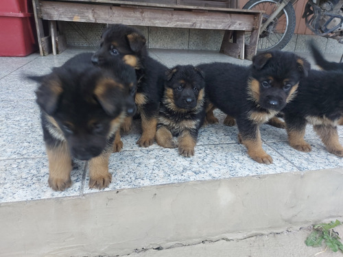 Filhotes De Pastor Alemão  Com Pedigree Cbpa Rosa 