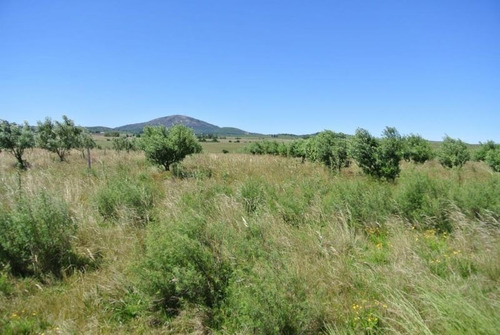 Quinta | Camino Amilcar Pelufo