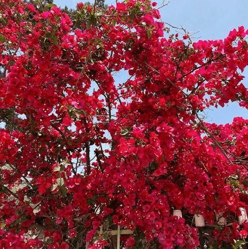 Planta Bugmbilia Roja, San Valentin