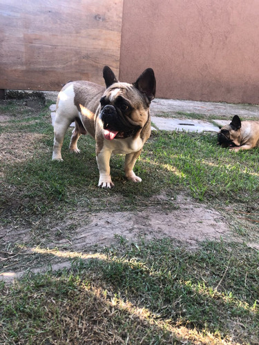 Servicio De Stud Bulldog Frances