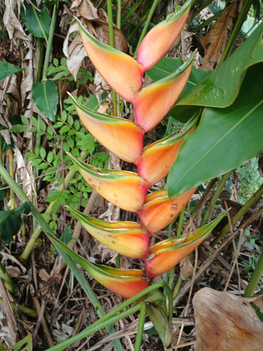 Helicônia Bihai (2 Risomas) Vermelho