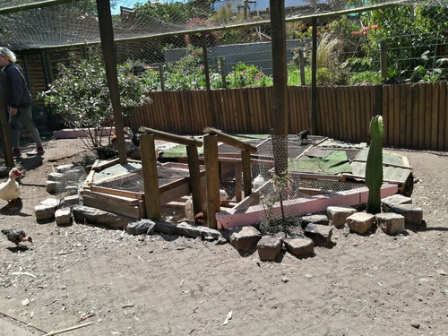 Imagen 2 de 9 de Gallinas De Campo Edad Pollitas
