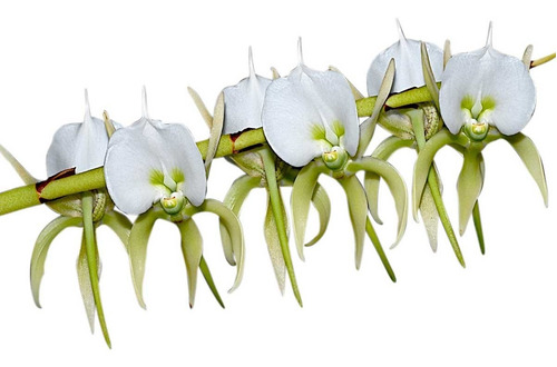 Flor Orquídea Angraecum Eburneum Planta Adulta Exótica Rara