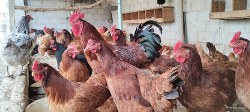 30 Huevos Fértil Incubar Raza Rhode, Black Star, Andaluza