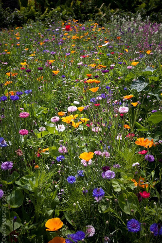 Césped Japonés + 500 Semillas De Flores Enanas - Indra
