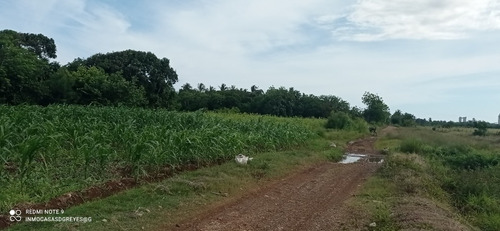 Se Vende 50 Tareas De Tierra Agrícola En Nisao 