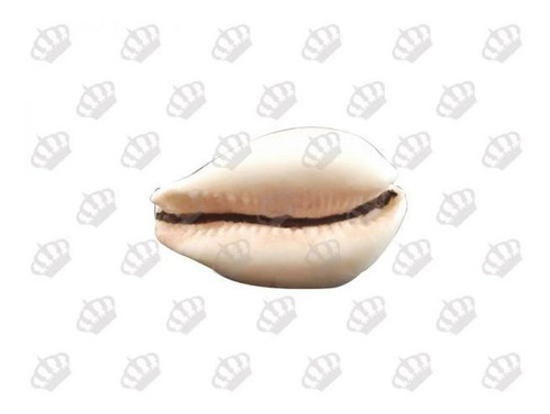 Imagem 3 de 3 de Molde Forma Silicone Buzio