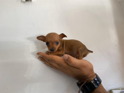 Imagen 1 de 5 de Perro Pincher Marron Mascotas Rionegro Medellín Bogota