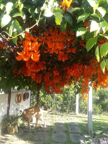 Imagem 24 de 28 de Chácara Em Pouso Seco - St1158