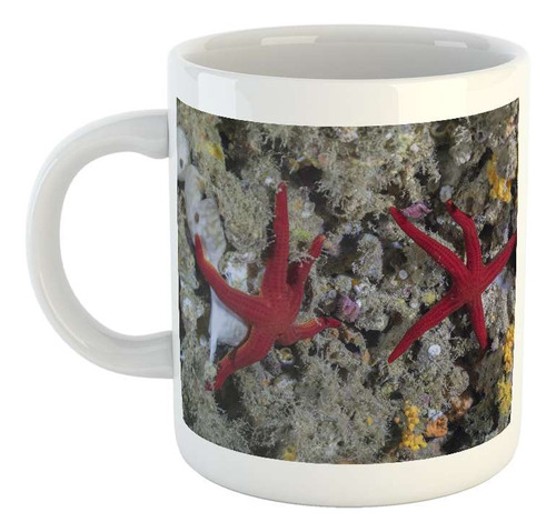 Taza Ceramica Estrella De Mar 2 En El Fondo Del Oceano