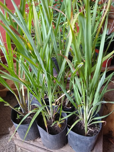 Citronella - Cymbopogon Nardus - ( Cedrón Paraguayo )