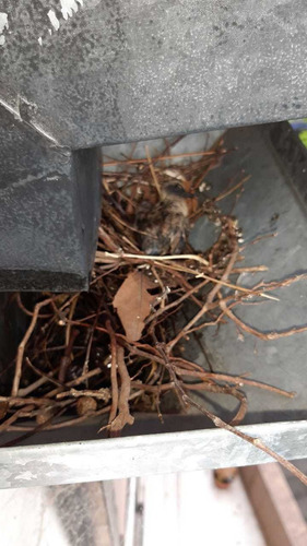 Imagen 3 de 5 de Limpieza Y Mantenimiento De Canaleta, Reparaciones En Gral.