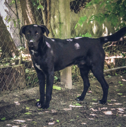 King, Un Rey Hermoso, Ojos Miel, En Adopcion !!!!