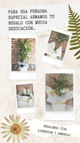 Planta Interior Helecho Nido De Ave C/maceta Premium Plato