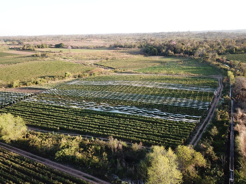Imagen 14 de 14 de Finca Colonia Santa Rosa 14ha U$s280000 Z/reserva De Helada