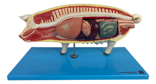 Anatomia Do Porco Em 18 Partes