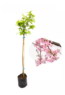 Cerezo Japones (80cm - 99cm) Sakura Arbol Original Planta