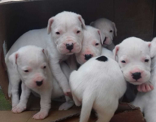 Promoção Dogo Argentino