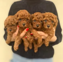 Comprar Cachorros Caniches Mini Micro Toy Rojos Exóticos