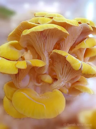 Micelio Liquido De Seta De Ostra Amarilla Pleurotus Citrinop