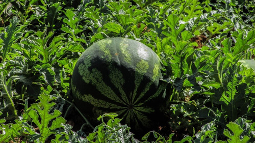 Imagen 3 de 4 de Semillas Sandía Muy Dulce X Sobre A Toda Huerta