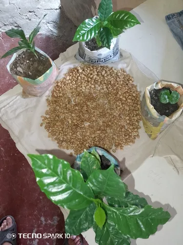 Semillas De Café Caturra