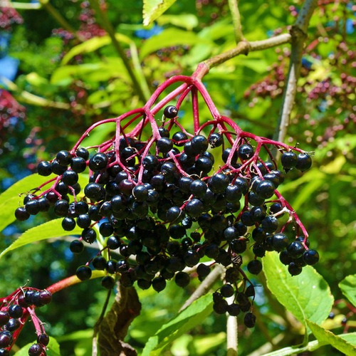 Pulpa De Sauco Congelada