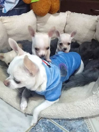 Cachorros Chihuahua 