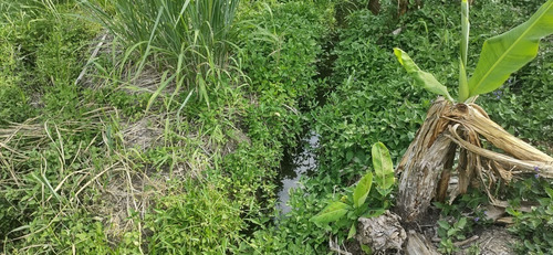 Imagem 7 de 26 de Juquiá/oportunidade/chácara Rica Em Água E Área De Plantio/ref:05354