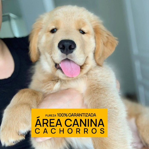 Cachorros Golden Envio Gratis A Caba Y Gba