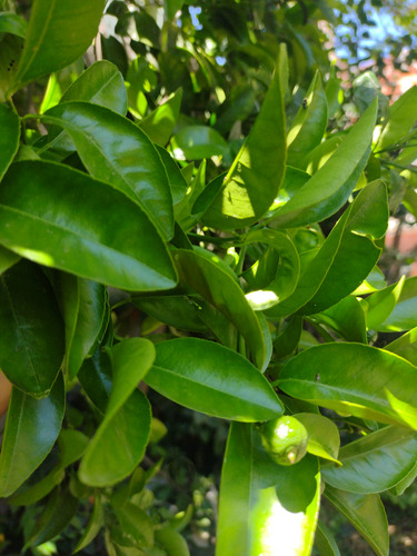 Hojas Guayabas Chirimoya Mandarina Rosachina Laurel Níspero (Usado)