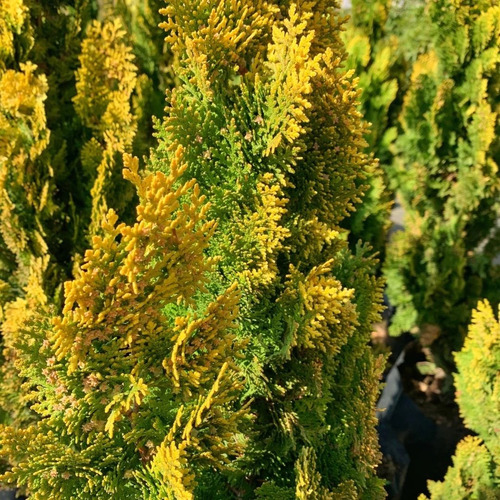 Thuja Thuya Dorada Conifera Ornamental