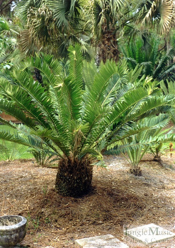 Encephalartos Manikensis, Cycadácea Africana, Única En Mex