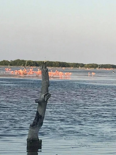 Venta De Terreno En La Reserva De Celestún