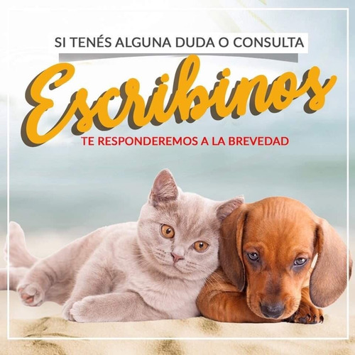 Imagen 5 de 5 de Mochila Canguro Moto Bici Transportadora Perro Gato Small