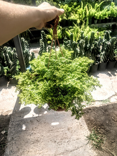 Helecho Arroz - Pilea Microphylla - Planta Colgante - Bol 18