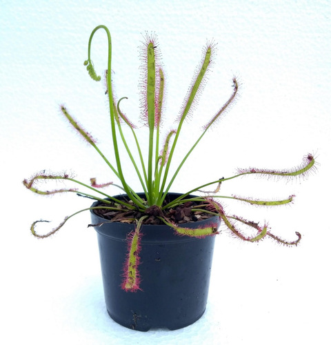 Planta Carnívora Drosera Capensis 