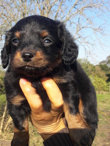 Imagem 4 de 4 de Teckel/ Dachshund/ Linguicinha/ Salsichinha