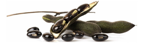 Mucuna Pruriens Adaptógeno 100g Commons Polvo 100% Orgánico