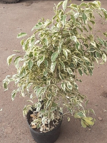 Planta Arbol Ficus Starlight 10lts