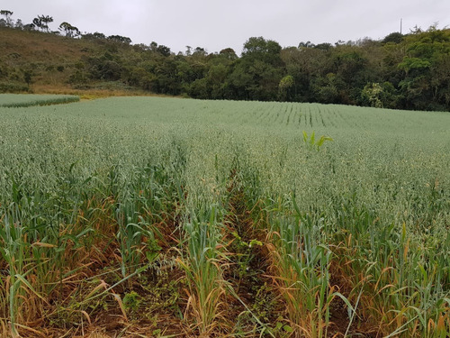 Imagem 11 de 12 de Fazenda 310 Hectares, Rica Em Água Com Represas, Cachoeiras E Nascentes, Casa Sede, 3 Casas De Colono, 3 Galpões, 3 Currais, Ótima Localização - Fa00278 - 71023973