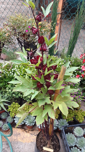 De Semilla Planta Flor De Jamaica (hibiscus Sabdariffa) (Usado)