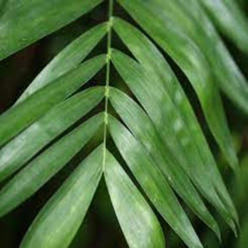 Chamaedorea Seifrizii/muda Com 80 Cm!