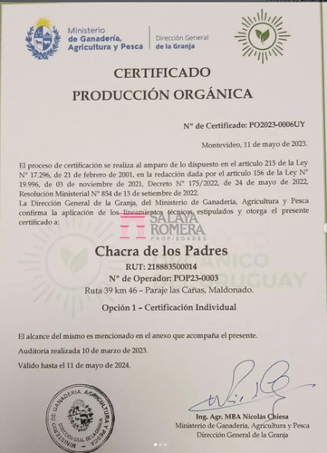 Chacra Con Plantacion De Olivos En Las Cañas