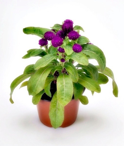 Gomphrena Buddy Purpura Enana *semillas (20)